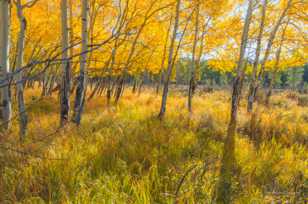 Aspen forest-1645